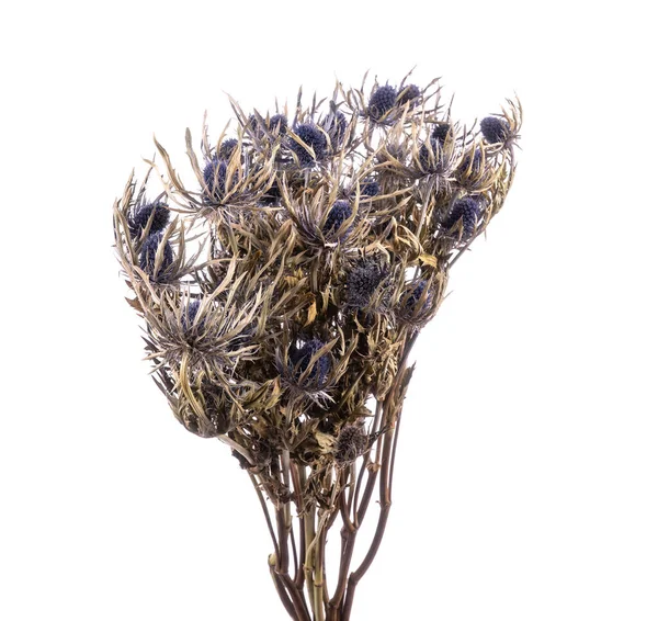 乾燥Eryngiumオリオンの花が孤立 — ストック写真