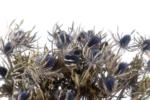 Sušené Květy Eryngium Orion Izolované — Stock fotografie