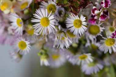 Bir buket lüks ve narin papatya.