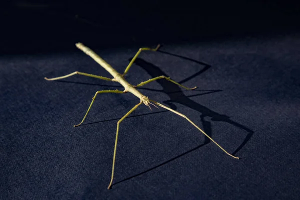 Stick Insect Stands Black Background — Stock Photo, Image