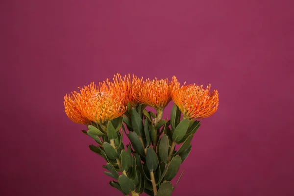 Protea Naranja Leucospermum Sobre Fondo Púrpura — Foto de Stock