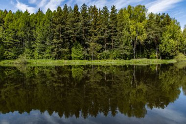 Göl yüzeyindeki ormanın yansıması.