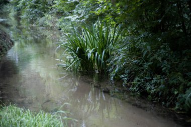 Ormanda küçük sakin bir nehir