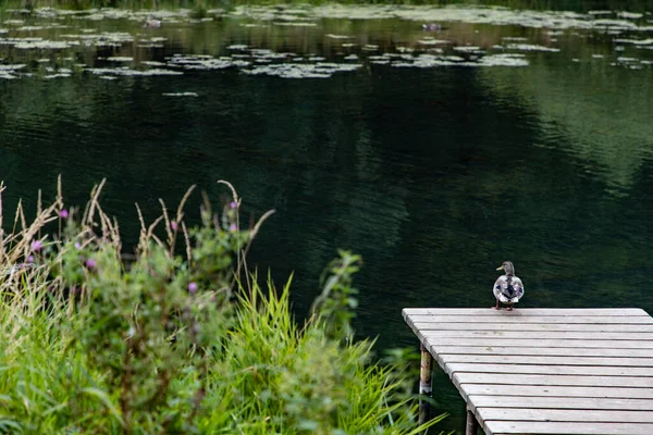 Große Ente Sitzt Auf Der Seebrücke See — Stockfoto