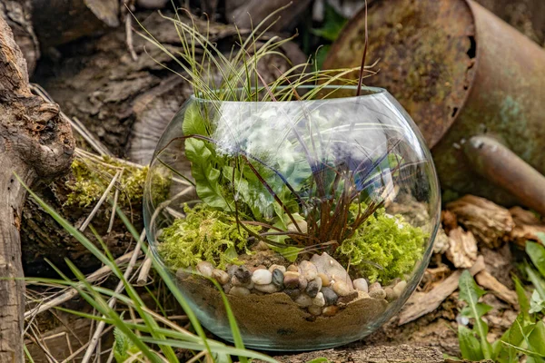 Decoratieve Samenstelling Een Rond Florarium Rechtenvrije Stockfoto's