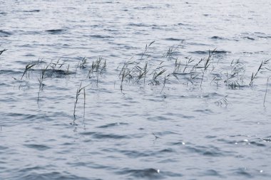 Su yüzeyinde genç sazlıklar