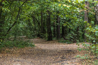 Sonbahar ormanlarında yol