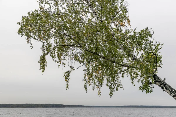 Birch Στην Όχθη Της Λίμνης — Φωτογραφία Αρχείου