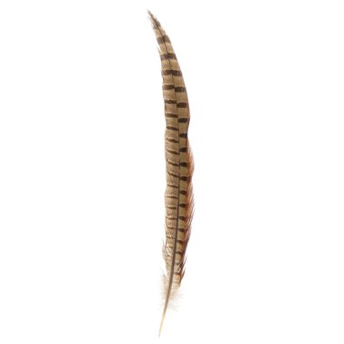 Beyaz arka planda kahverengi tüy