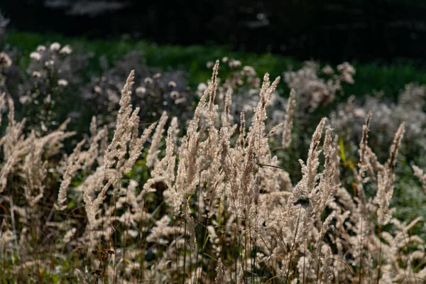 Yazın Tarla Bitkileri Çimenler — Stok fotoğraf