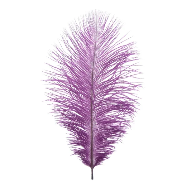 Beyaz arka planda tüylü devekuşu tüyü