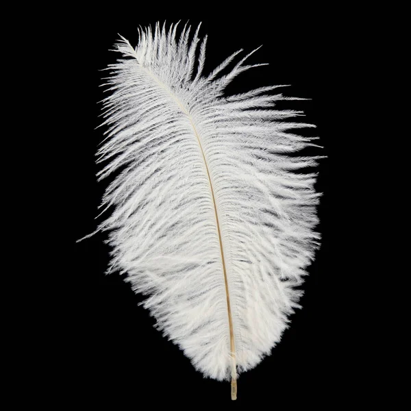 Fluffy Ostrich Feather Black Background — Stock Photo, Image