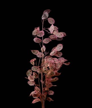 Siyah arka planda kurumuş pembe ebedi dürüstlük