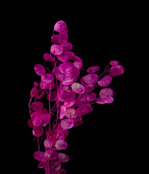 Dried Purple Perennial Honesty Black Background — Stock Photo, Image