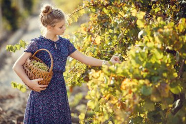 Dışarıda üzümlü küçük bir kız. serisi sonbahar Provence kırsal