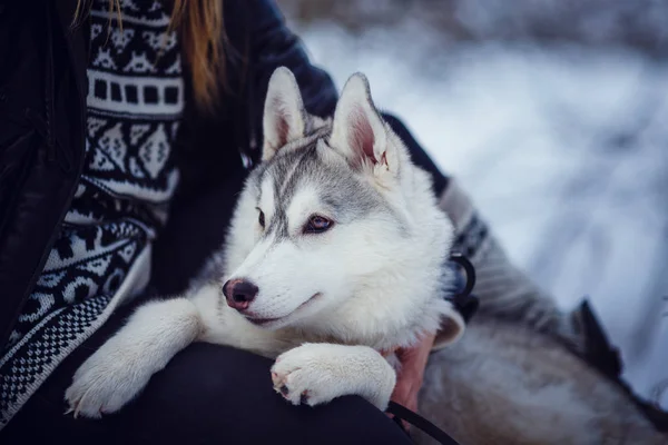 Vrouwelijke Wandelaar Met Siberische Husky Hond Park — Stockfoto