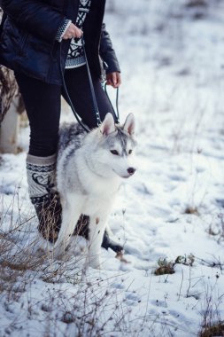 park Sibirya husky köpek ile kadın fiyatı