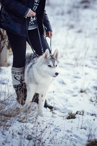 Kvinnliga Vandrare Med Siberian Husky Hund Parken — Stockfoto
