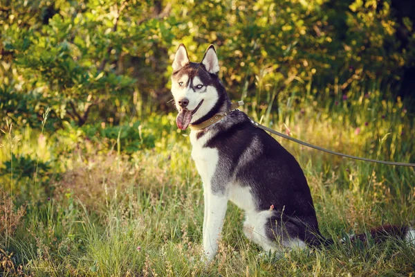 Beautiful young woman playing with funny husky dog outdoors in park at sunset or sunrise — Stock Photo, Image