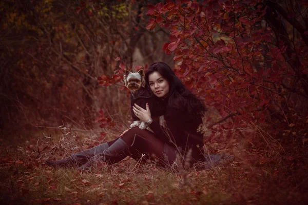 Niedliches junges Mädchen mit dem Hund des yorkshire Terriers — Stockfoto