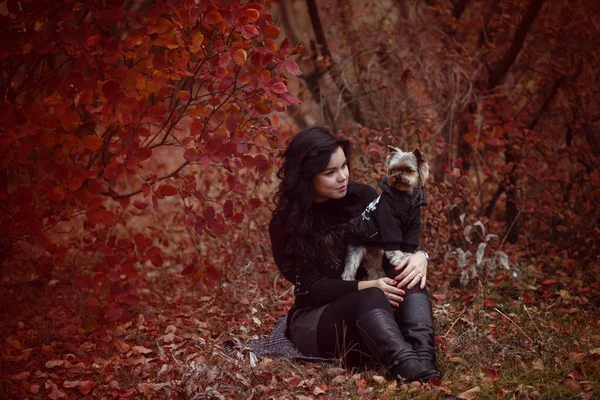 Niedliches junges Mädchen mit dem Hund des yorkshire Terriers — Stockfoto