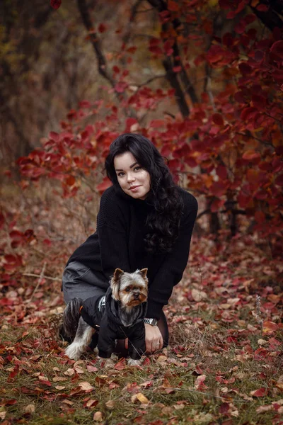 Niedliches junges Mädchen mit dem Hund des yorkshire Terriers — Stockfoto