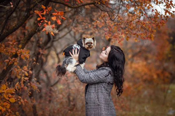 Jeune fille mignonne avec chien terrier yorkshire — Photo