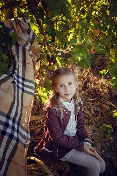 Mädchen im September, um die Weinberge zu ernten, die ausgewählten Trauben zu sammeln — Stockfoto
