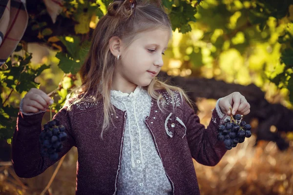 Filles en Septembre pour récolter des vignobles, recueillir les grappes de raisins sélectionnés — Photo