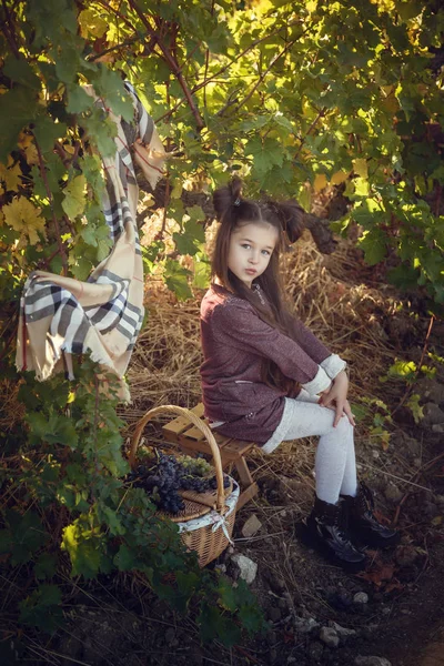 Meninas em setembro para colher vinhas, coletar os cachos de uvas selecionados — Fotografia de Stock