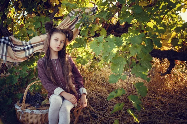 ブドウ畑を収穫する9月の女の子, 選択したブドウ房を収集 — ストック写真
