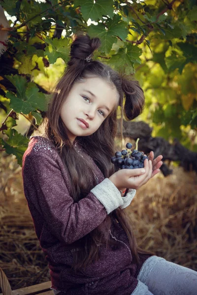 Filles en Septembre pour récolter des vignobles, recueillir les grappes de raisins sélectionnés — Photo