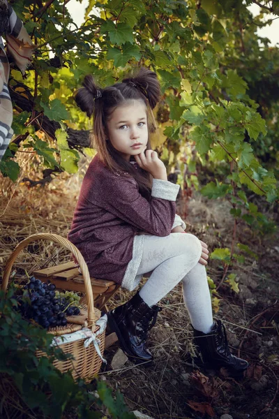 Meninas em setembro para colher vinhas, coletar os cachos de uvas selecionados — Fotografia de Stock