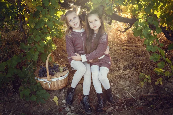 Meisjes in september te oogsten wijngaarden, het verzamelen van de geselecteerde druiventrossen — Stockfoto
