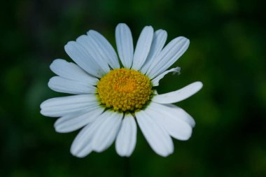 Hasarlı yeşil papatya yaprakları