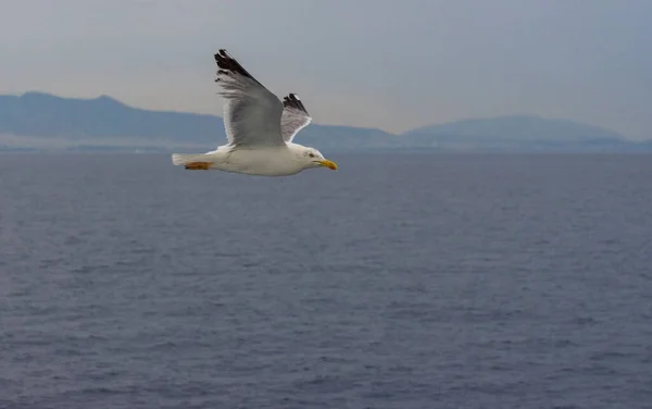 Mås Flygning Över Medelhavet Med Aten Grekland Bakgrunden — Stockfoto