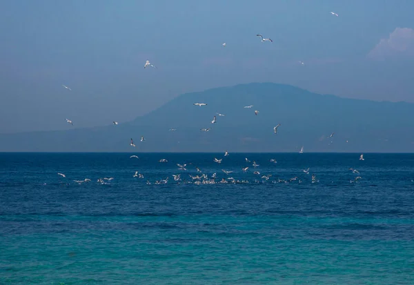 Seagulls Fishing Clear Blue Waters Mediterranean Sea Saronic Gulf Greece — Stock Photo, Image