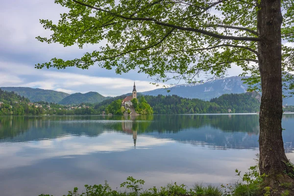 Krásné Ráno Jezera Bled Julian Alps Pozadí Přírodním Rámem Jezerní — Stock fotografie