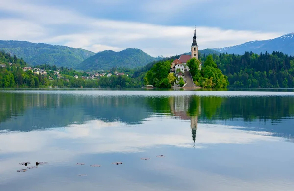 Beautiful Morning Lake Bled Julian Alps Background Lake Island Charming — Stock Photo, Image