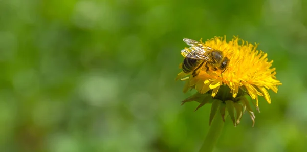 蜜蜂在一朵野性的黄色蒲公英上采蜜 模糊了春天的背景 — 图库照片