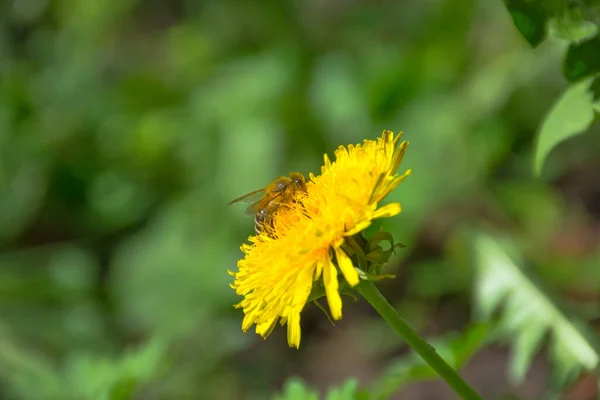 蜜蜂在一朵野性的黄色蒲公英上采蜜 模糊了春天的背景 — 图库照片