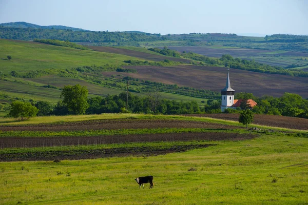 Krajina Zemědělskými Poli Malý Půvabný Kostel Krávy Pasoucí Transylvánii Rumunsko — Stock fotografie