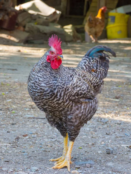 Beautiful Colorful Rooster Standing Backyard Countryside — Stock Photo, Image