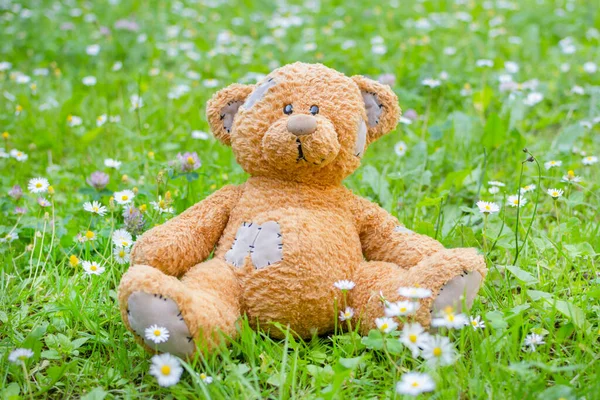 Cute little teddy bear standing on the grass in the park