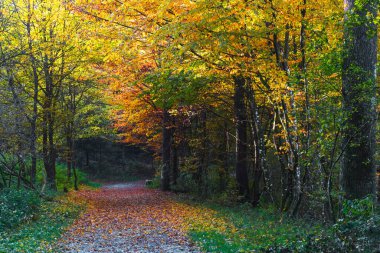 Graz, Styria bölgesi yakınlarındaki ormanda sonbahar renkli sabahları, Avusturya