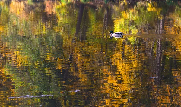 Mañana Otoño Lago Thal Cerca Graz Región Estiria Austria — Foto de Stock