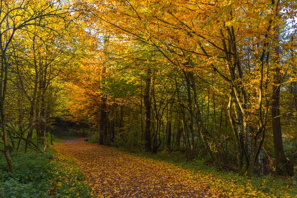 Осеннее Красочное Утро Лесу Недалеко Граца Штирия Австрия — стоковое фото