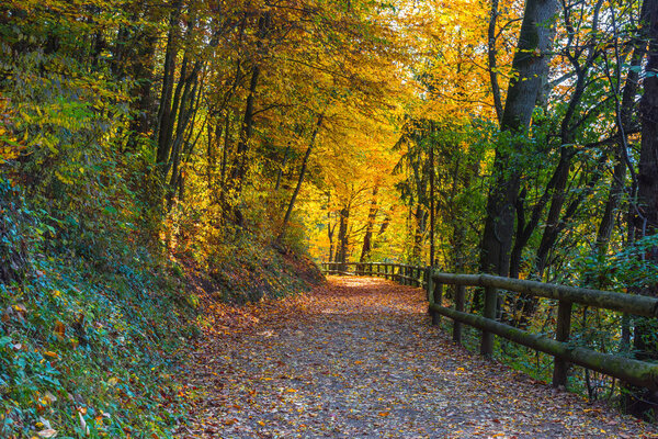 Autumn colorful morning in the forest near Graz, Styria region, Austria