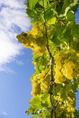 Hasattan önce Avusturya ile Slovenya sınırında büyüleyici bir bölge olan Güney Styrian Şarap Yolu 'ndaki üzüm bağlarında olgunlaşmış beyaz şarap üzümleri.