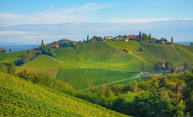 Güney Styrian Şarap Yolu boyunca uzanan üzüm bağları, Avusturya ile Slovenya arasındaki sınırda yeşil kayan tepeler, üzüm bağları, pitoresk köyler ve şarap tavernaları olan büyüleyici bir bölge.
